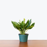 Chinese Evergreen Pink Moon — 6" Pot