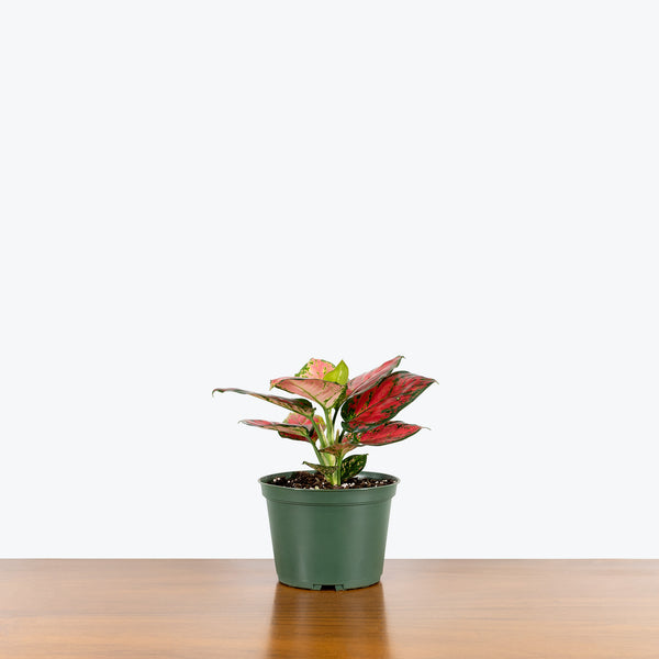 aglaonema red beauty Chinese Evergreen Aglaonema Red Beauty | Air Purifying Easy Care  Houseplants for Delivery
