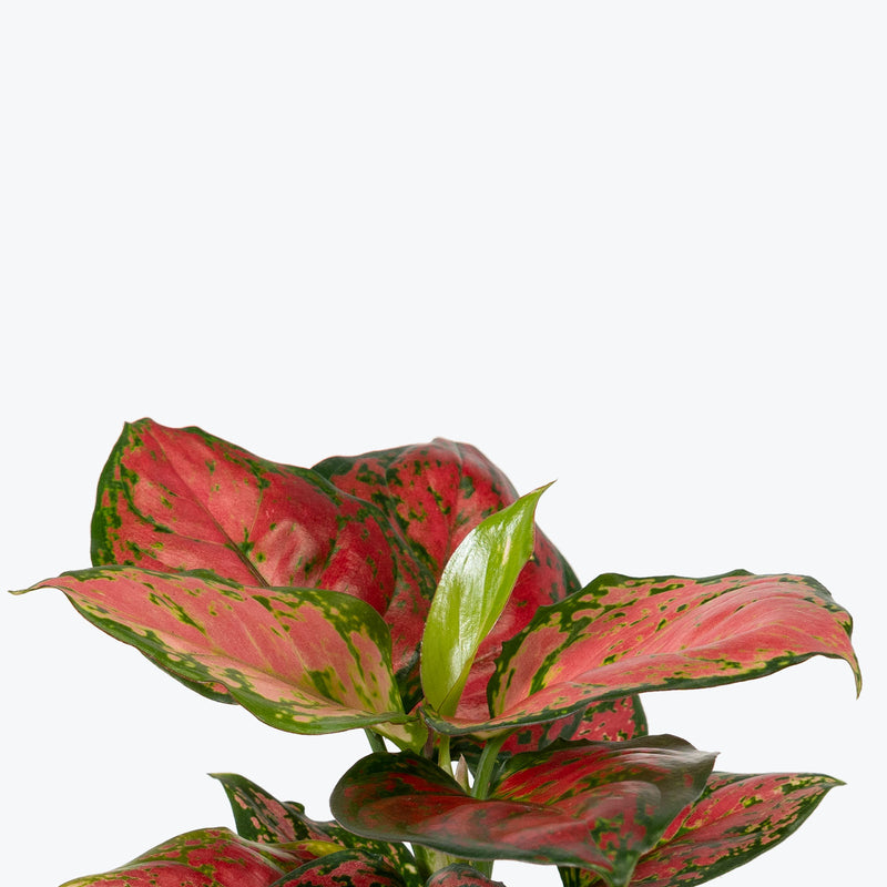 Chinese Evergreen Aglaonema Red Beauty | Air Purifying Easy Care Houseplants for Delivery | Care Guide and Pro Tips