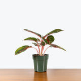 Chinese Evergreen Red Emerald — 6" Pot