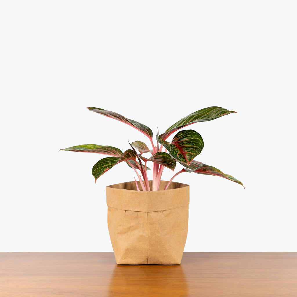 aglaonema red emerald care Chinese Evergreen Aglaonema Red Emerald - House Plants Delivery Toronto