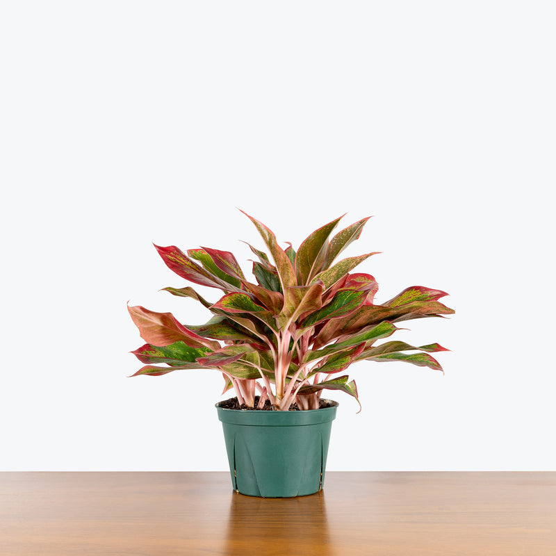 Chinese Evergreen Red Siam - House Plants Delivery Toronto - JOMO Studio