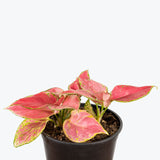 Chinese Evergreen Aglaonema Red Wishes - House Plants Delivery Toronto - JOMO Studio