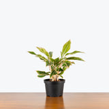 Chinese Evergreen Siam Pink — 6" Pot (smaller than picture)