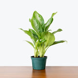 Chinese Evergreen Silver Bay — 6" Pot (smaller than picture)