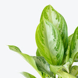 Chinese Evergreen Silver Bay - House Plants Delivery Toronto - JOMO Studio
