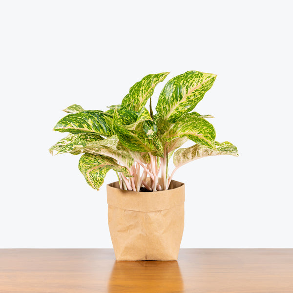 エクセルAglaonema Mulan ChineseEvergreenSparklingSarah