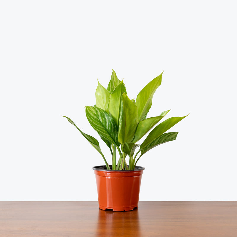 Chinese Evergreen Aglaonema Stripes - House Plants Delivery Toronto - JOMO Studio