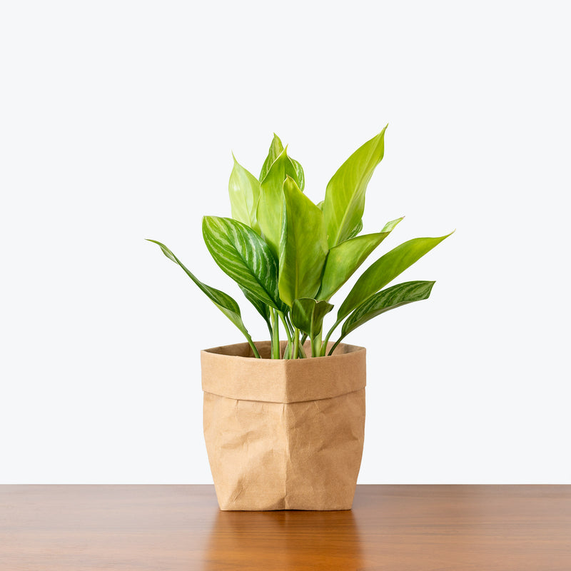 Chinese Evergreen Aglaonema Stripes - House Plants Delivery Toronto - JOMO Studio