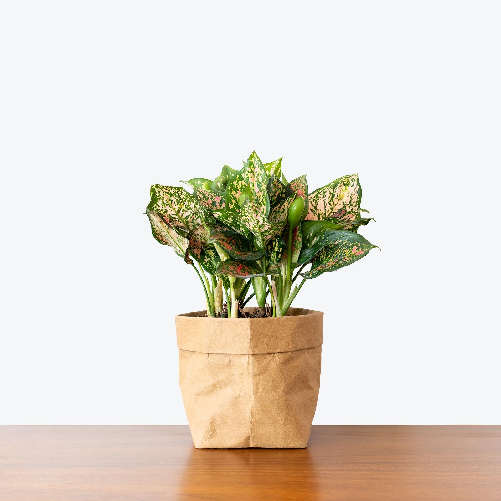 Chinese Evergreen Aglaonema Valentine | Care Guide and Pro Tips - Delivery from Toronto across Canada - JOMO Studio