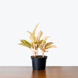 Chinese Evergreen Watermelon — 6" Pot