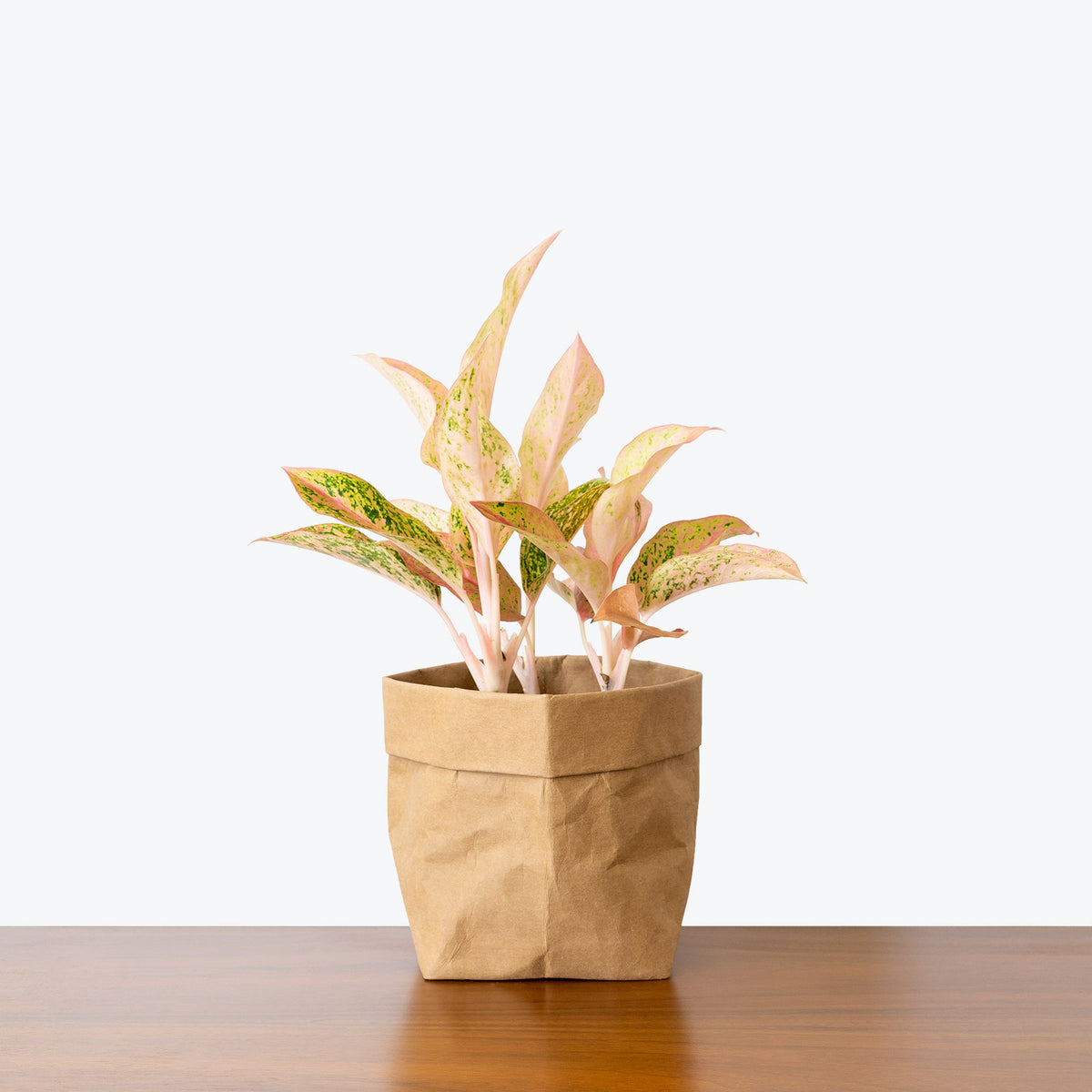 watermelon aglaonema Chinese Evergreen Aglaonema Watermelon - House Plants Delivery Toronto