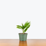 Chinese Fan Palm — 6" Pot