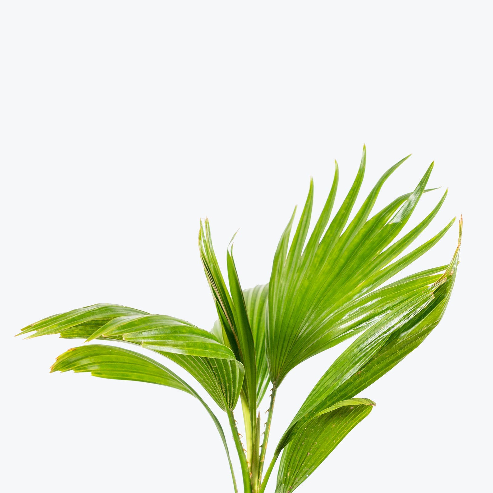 Chinese Fan Palm - Livistona chinensis - House Plants Delivery Toronto - JOMO Studio