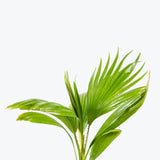 Chinese Fan Palm - Livistona chinensis - House Plants Delivery Toronto - JOMO Studio