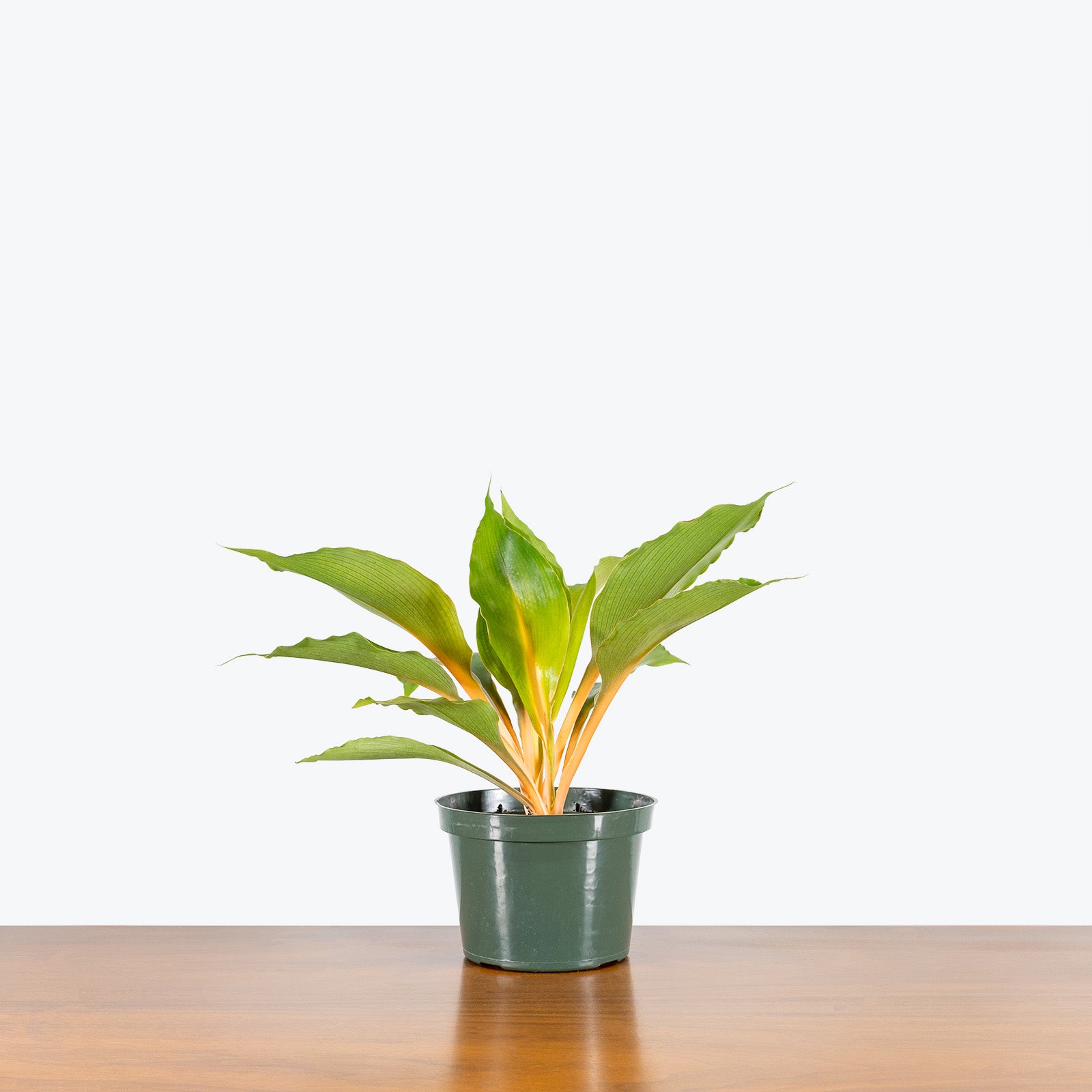 Chlorophytum Mandarin - House Plants Delivery Toronto - JOMO Studio
