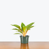 Chlorophytum Mandarin — 6" Pot