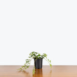 Cissus Striata — 4" Pot