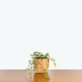 Cissus Striata - House Plants Delivery Toronto - JOMO Studio