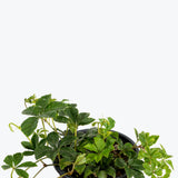 Cissus Striata - House Plants Delivery Toronto - JOMO Studio