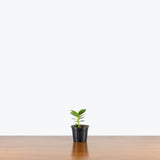 Clusia Rosea — 4" Pot