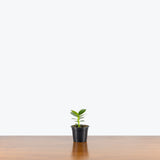 Clusia Rosea - Autograph Tree - Toronto's Online Plant Store - Delivering Across Canada - JOMO Studio