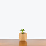 Clusia Rosea - Autograph Tree - Toronto's Online Plant Store - Delivering Across Canada - JOMO Studio