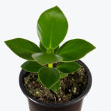 Clusia Rosea - Autograph Tree - Toronto's Online Plant Store - Delivering Across Canada - JOMO Studio