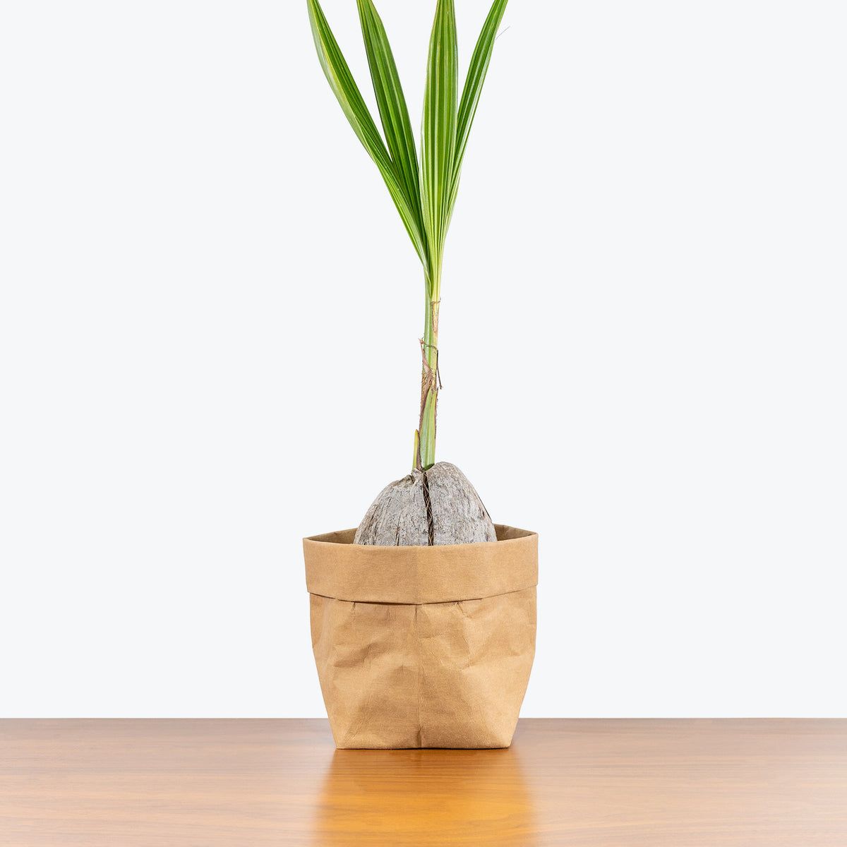 Coconut Palm - House Plants Delivery Toronto