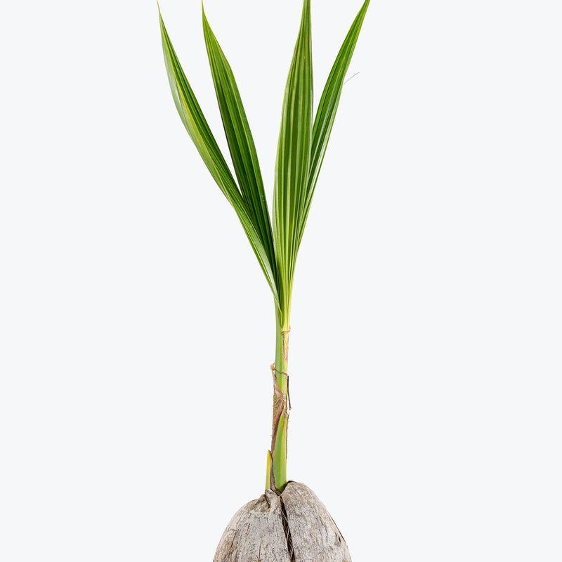Coconut Palm - House Plants Delivery Toronto - JOMO Studio