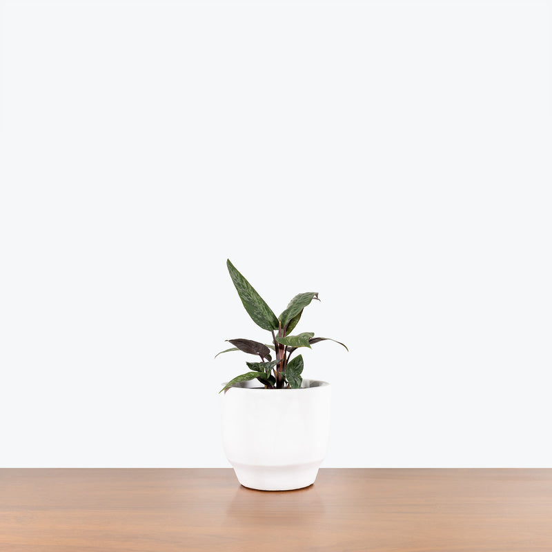 White Concrete Planter - House Plants Delivery Toronto - JOMO Studio