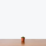 Crassula Spiralis Black Curl - House Plants Delivery Toronto - JOMO Studio