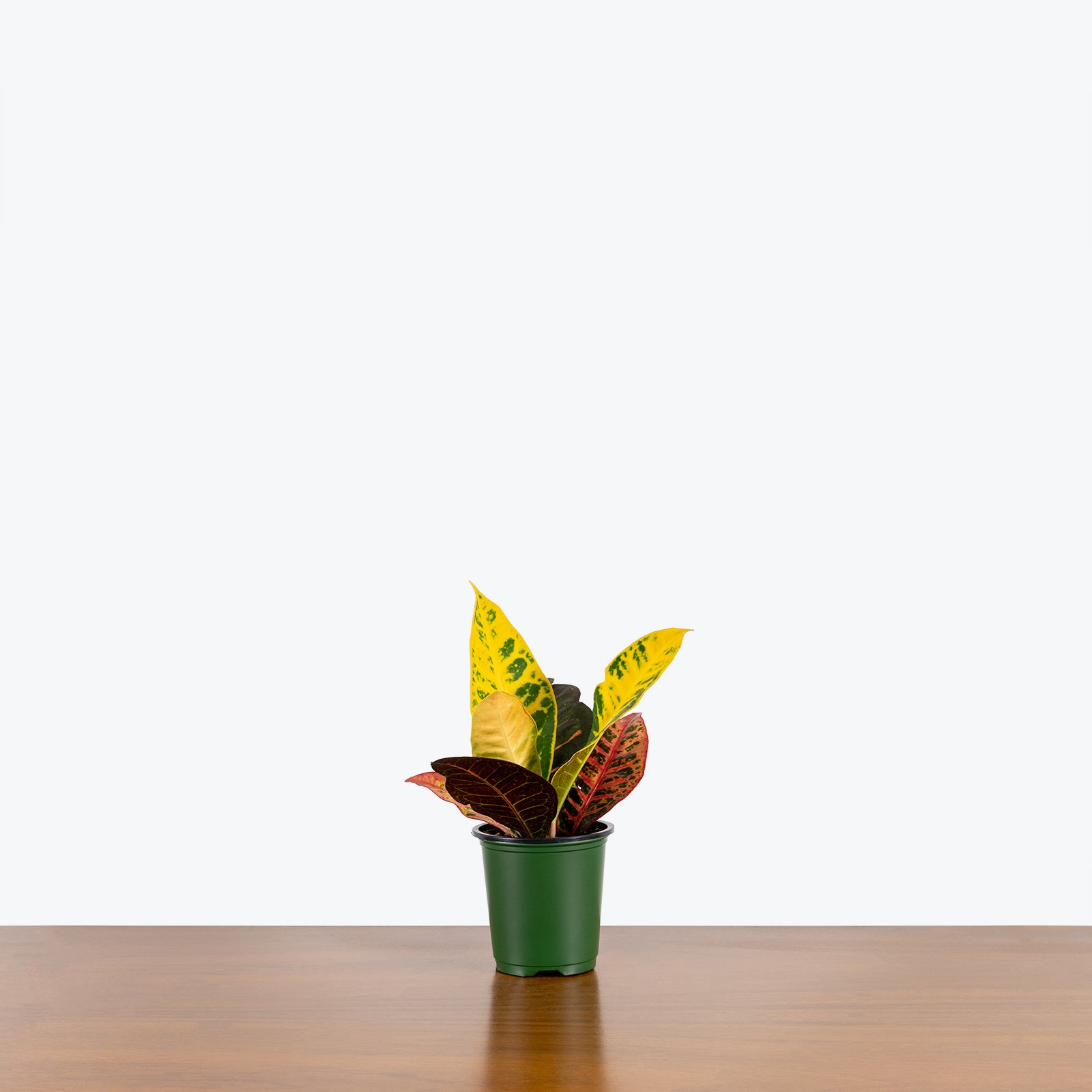 Croton Petra - House Plants Delivery Toronto - JOMO Studio