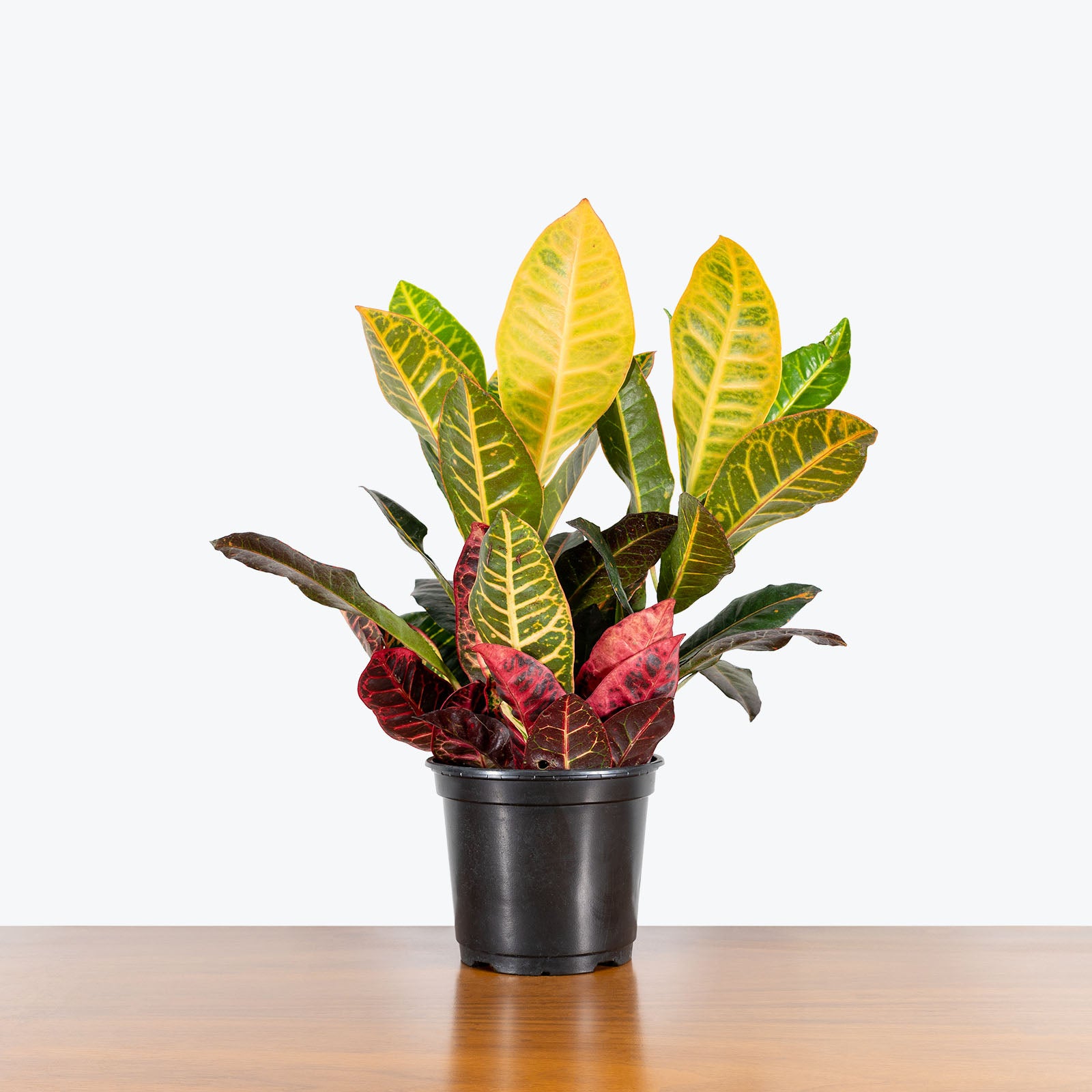 Croton Petra - House Plants Delivery Toronto - JOMO Studio