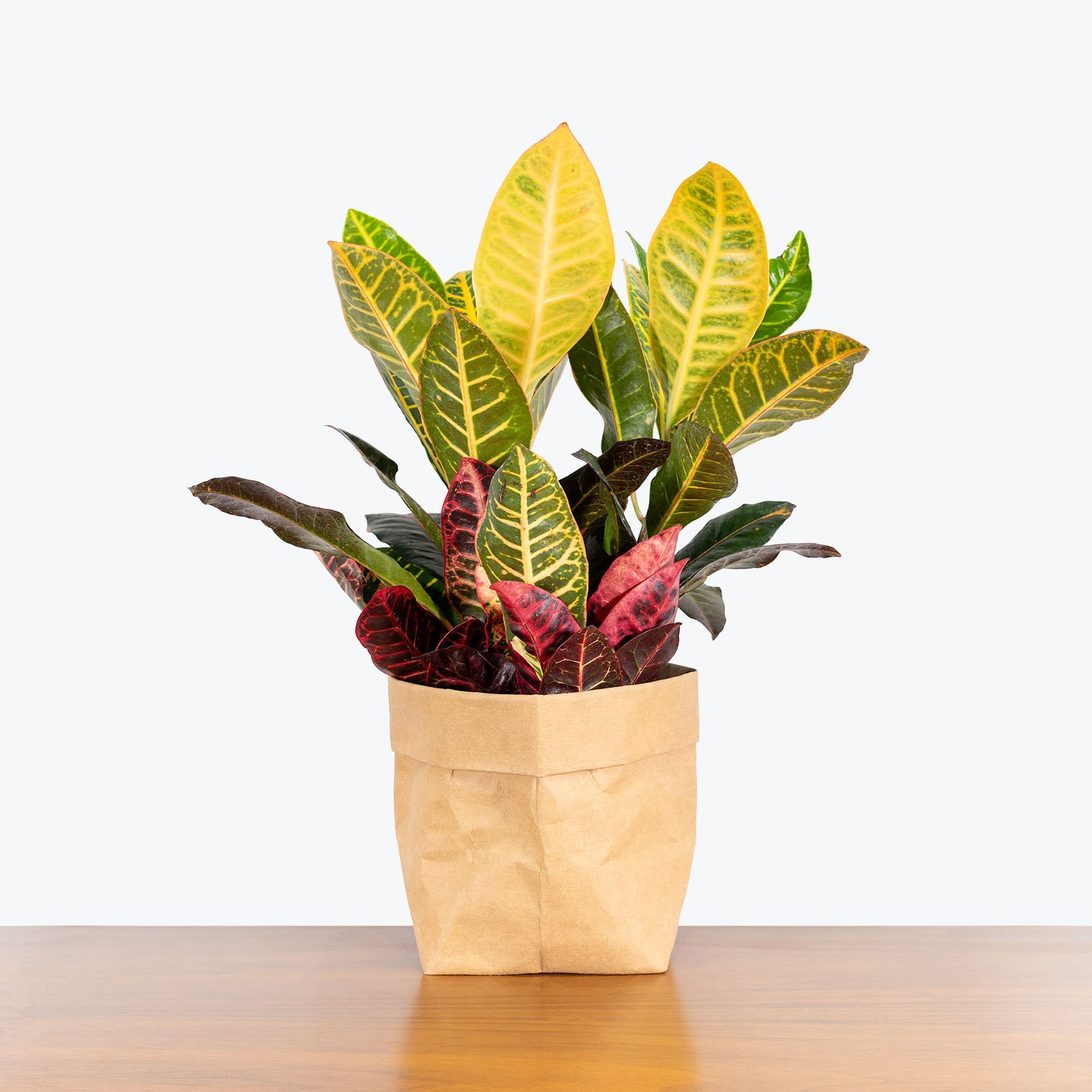 Croton Petra - House Plants Delivery Toronto - JOMO Studio