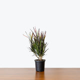 Croton Picasso's Paintbrush — 4" Pot
