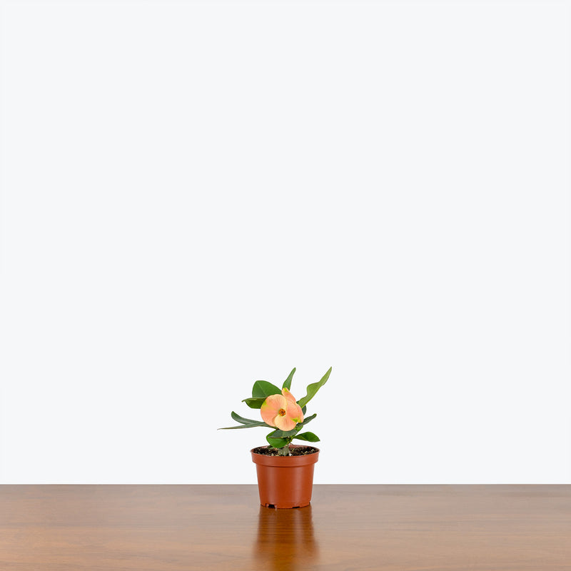 Crown of Thorns - Euphorbia milii - House Plants Delivery Toronto - JOMO Studio