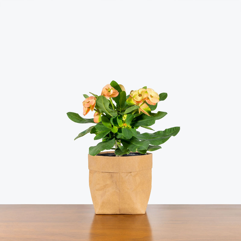 Crown of Thorns - Euphorbia milii - House Plants Delivery Toronto - JOMO Studio