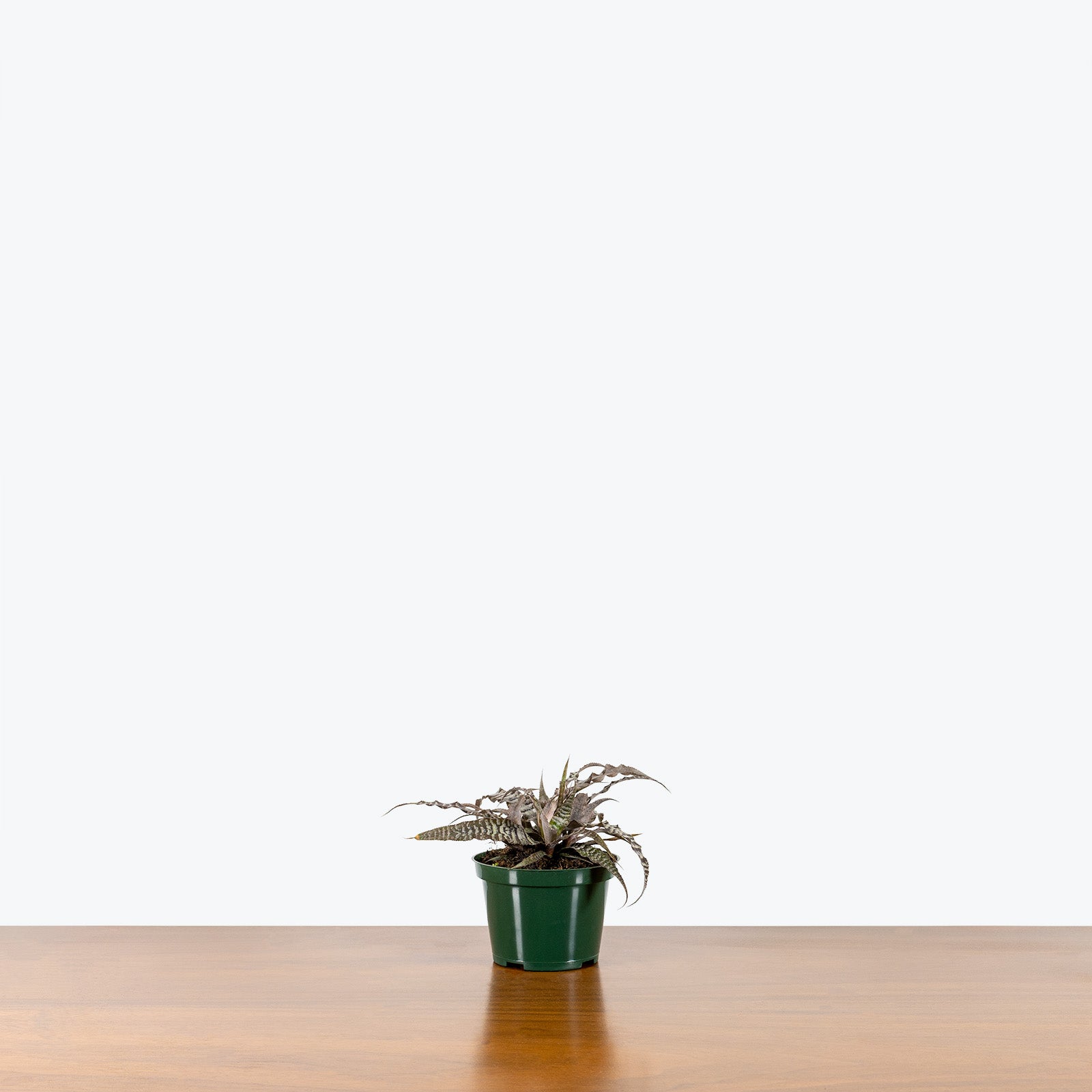 Cryptanthus Absolute Zero - House Plants Delivery Toronto - JOMO Studio