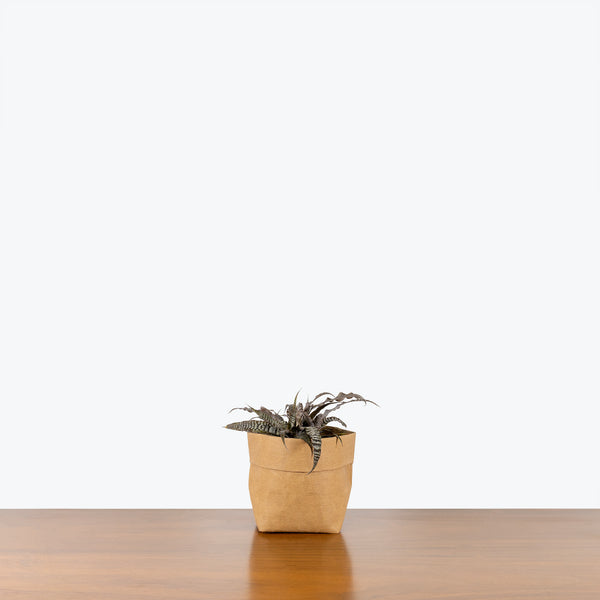 Cryptanthus Absolute Zero - House Plants Delivery Toronto - JOMO Studio