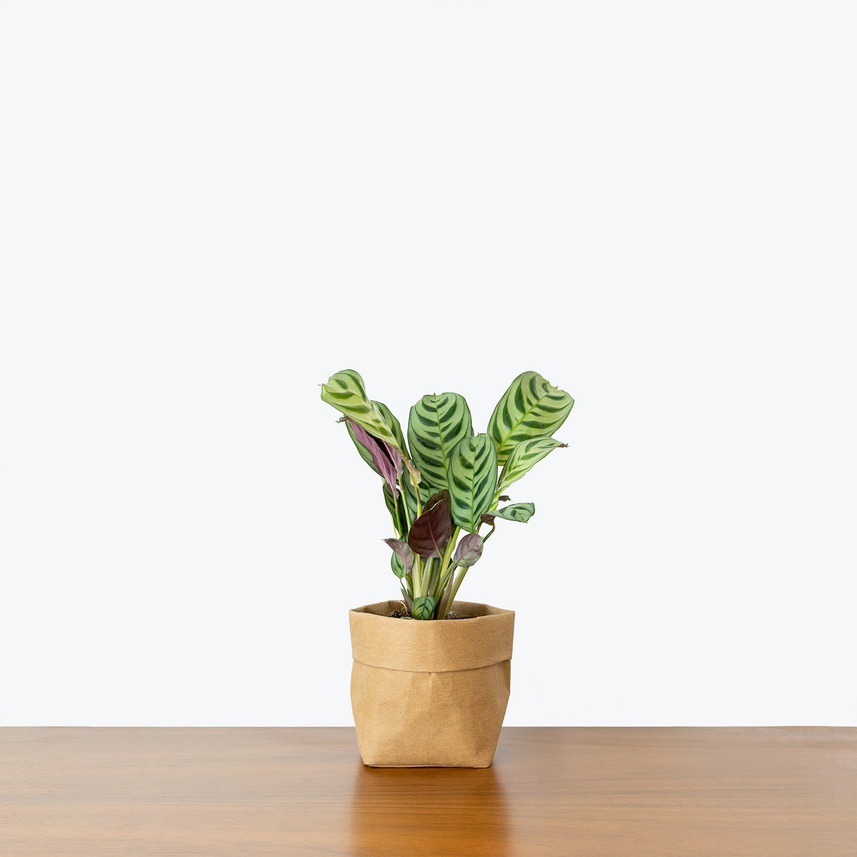 never never prayer plant Ctenanthe Burle-Marxii - Fishbone Prayer Plant - Toronto House Plant  Delivery