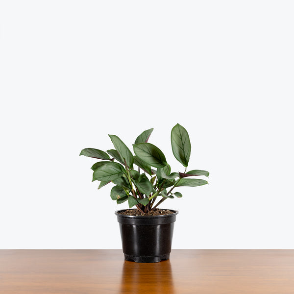 grey star prayer plant Ctenanthe Setosa Grey Star - Toronto House Plant Delivery