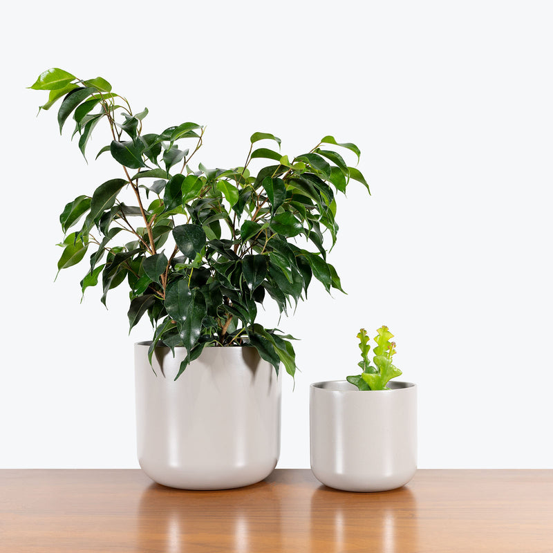 Dark Grey Ceramic Planter - House Plants Delivery Toronto - JOMO Studio