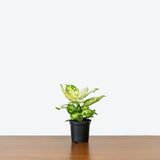 Dieffenbachia Amy — 4" Pot