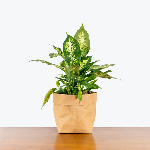 Dieffenbachia Amy - House Plants Delivery Toronto - JOMO Studio