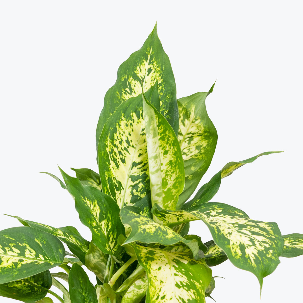 Dieffenbachia Amy - House Plants Delivery Toronto - JOMO Studio