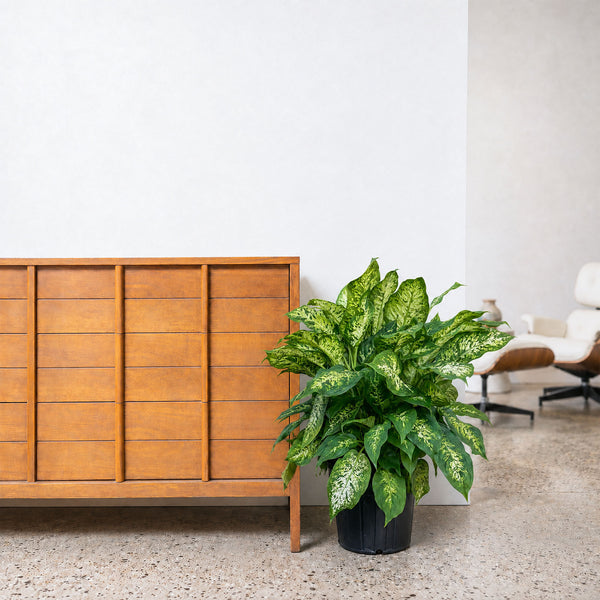 amy dieffenbachia care Dieffenbachia Amy - House Plants Delivery Toronto