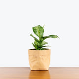 Dieffenbachia Memoria Corsii - House Plants Delivery Toronto - JOMO Studio