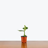 Dieffenbachia Reflector — 4" Pot
