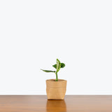 Dieffenbachia Reflector - House Plants Delivery Toronto - JOMO Studio